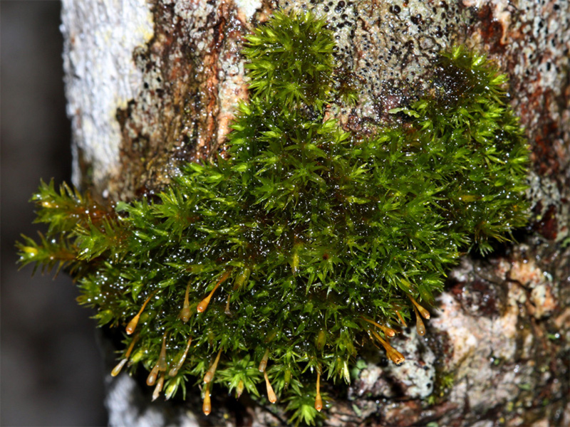 Ulota coarctata